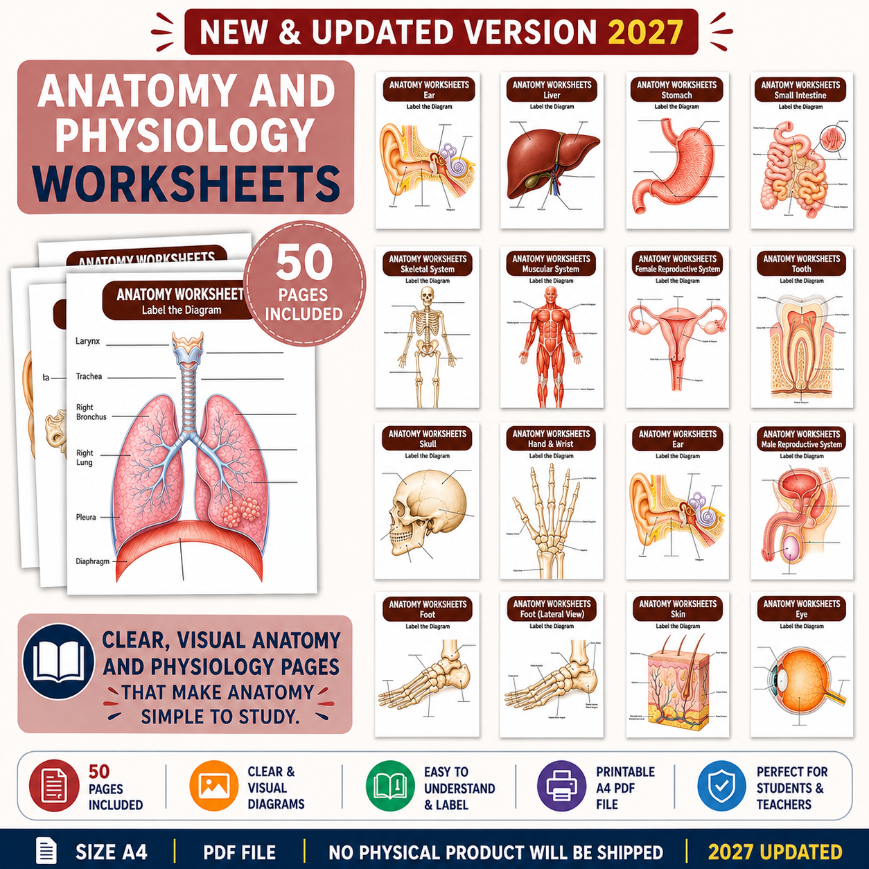 Nursing School Notes 4400+ Pages, Nclex Study Guide | MedSurg | Pharmacology | Digital Download